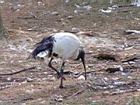 Ibis sacre, Threskiornis aethiopicus (Photo F. Mrugala) (04)